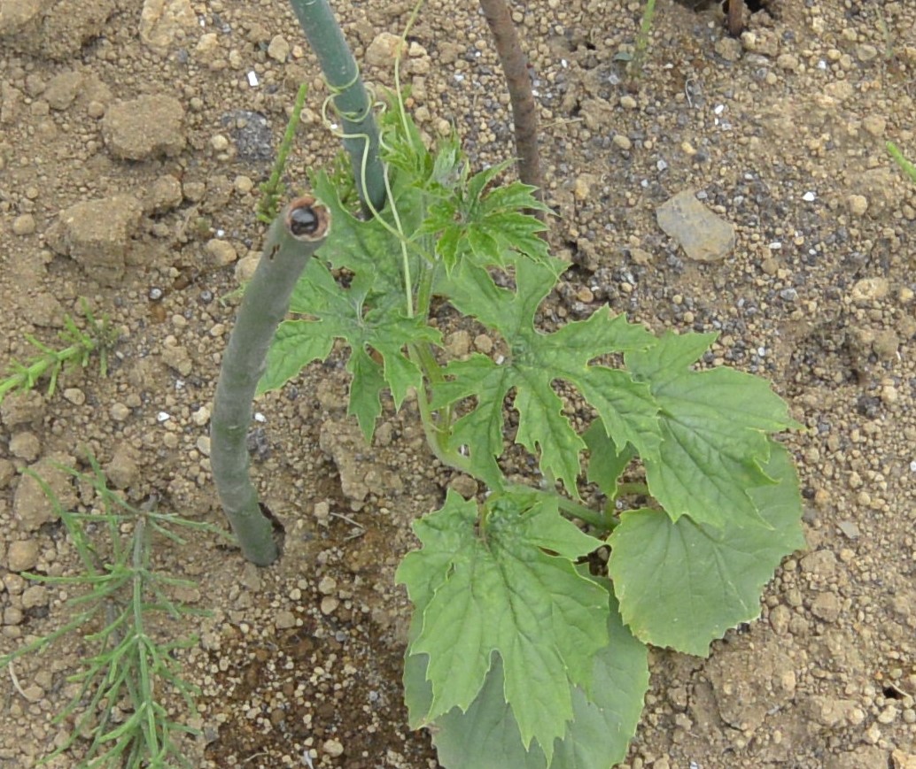 f:id:cskdm933:20190615083650j:plain