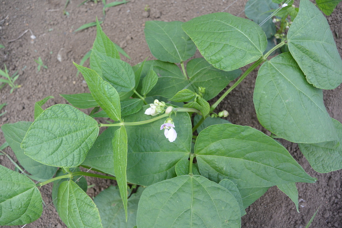 f:id:cskdm933:20190618202229j:plain