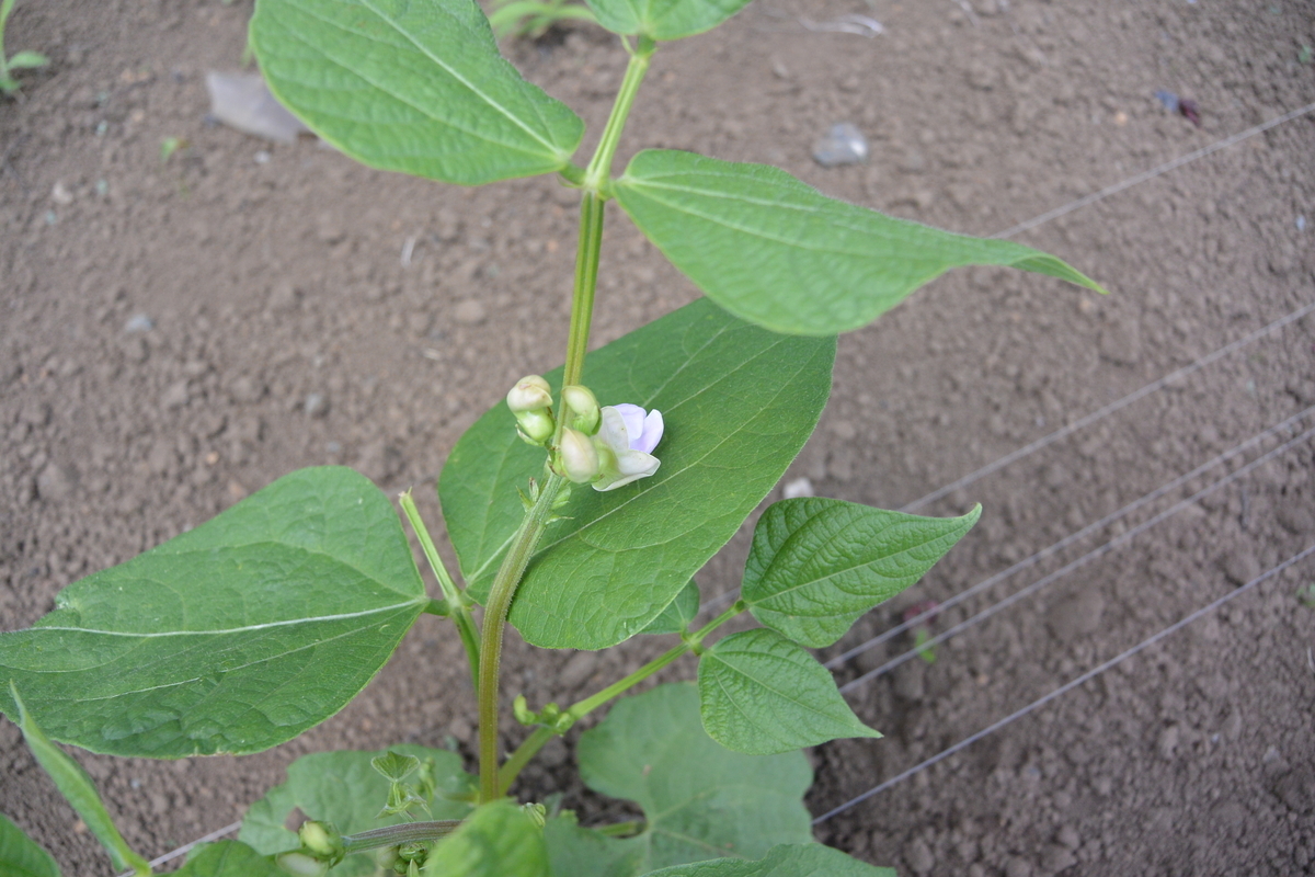 f:id:cskdm933:20190618202252j:plain