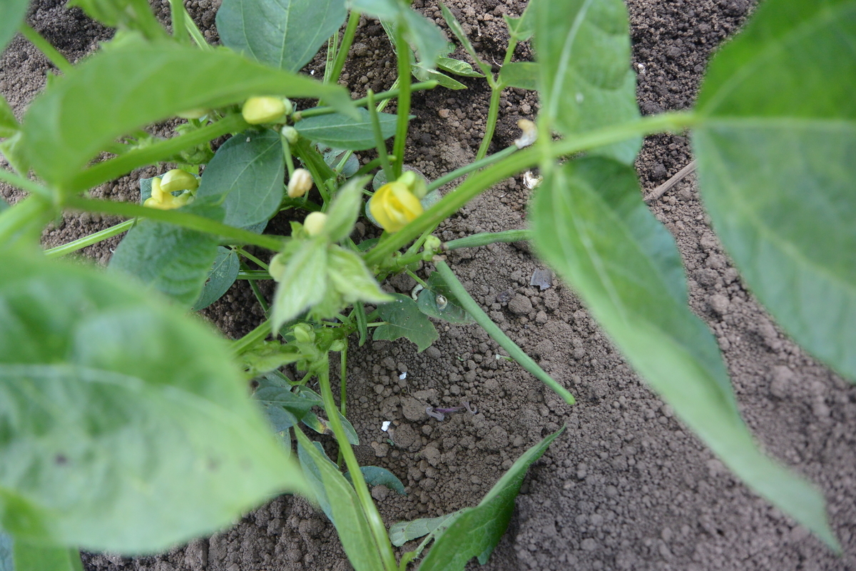 f:id:cskdm933:20190618202655j:plain