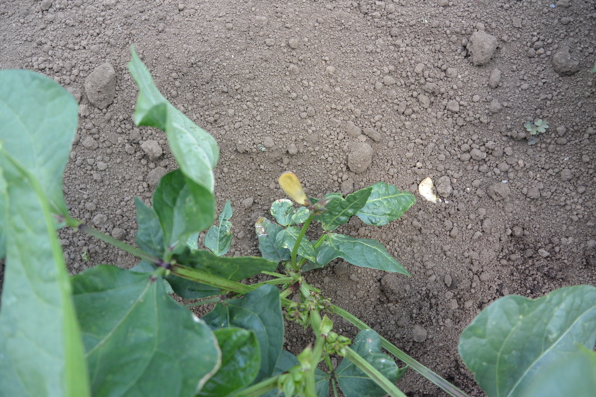 f:id:cskdm933:20190618203213j:plain