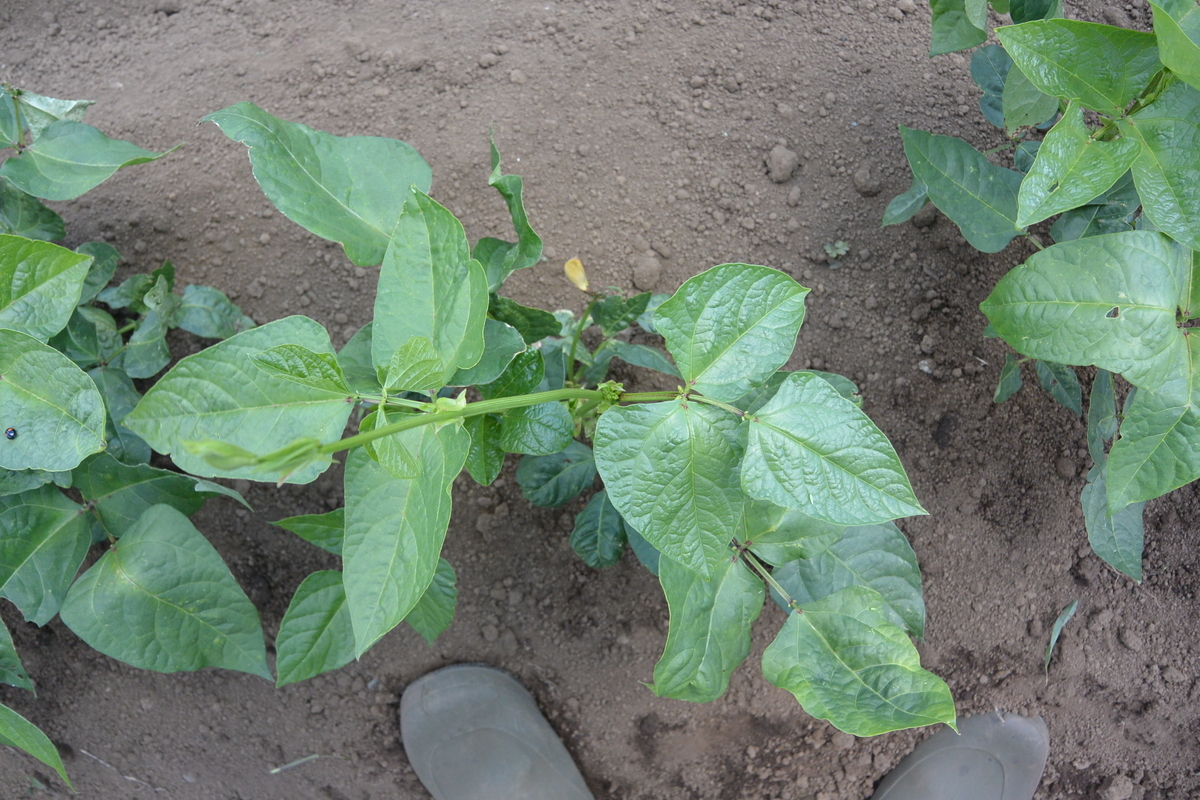 f:id:cskdm933:20190618203228j:plain