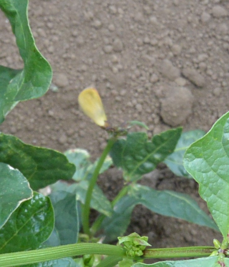 f:id:cskdm933:20190618204423j:plain