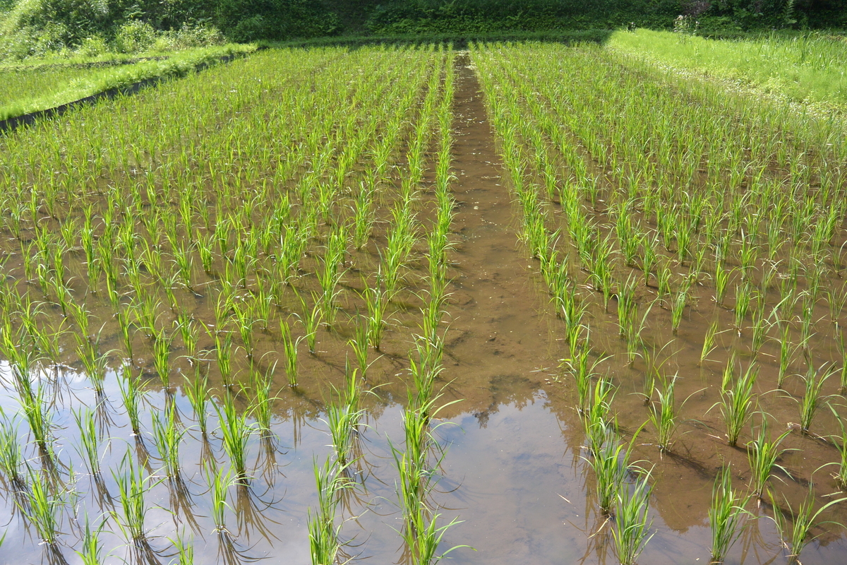 f:id:cskdm933:20190626212057j:plain