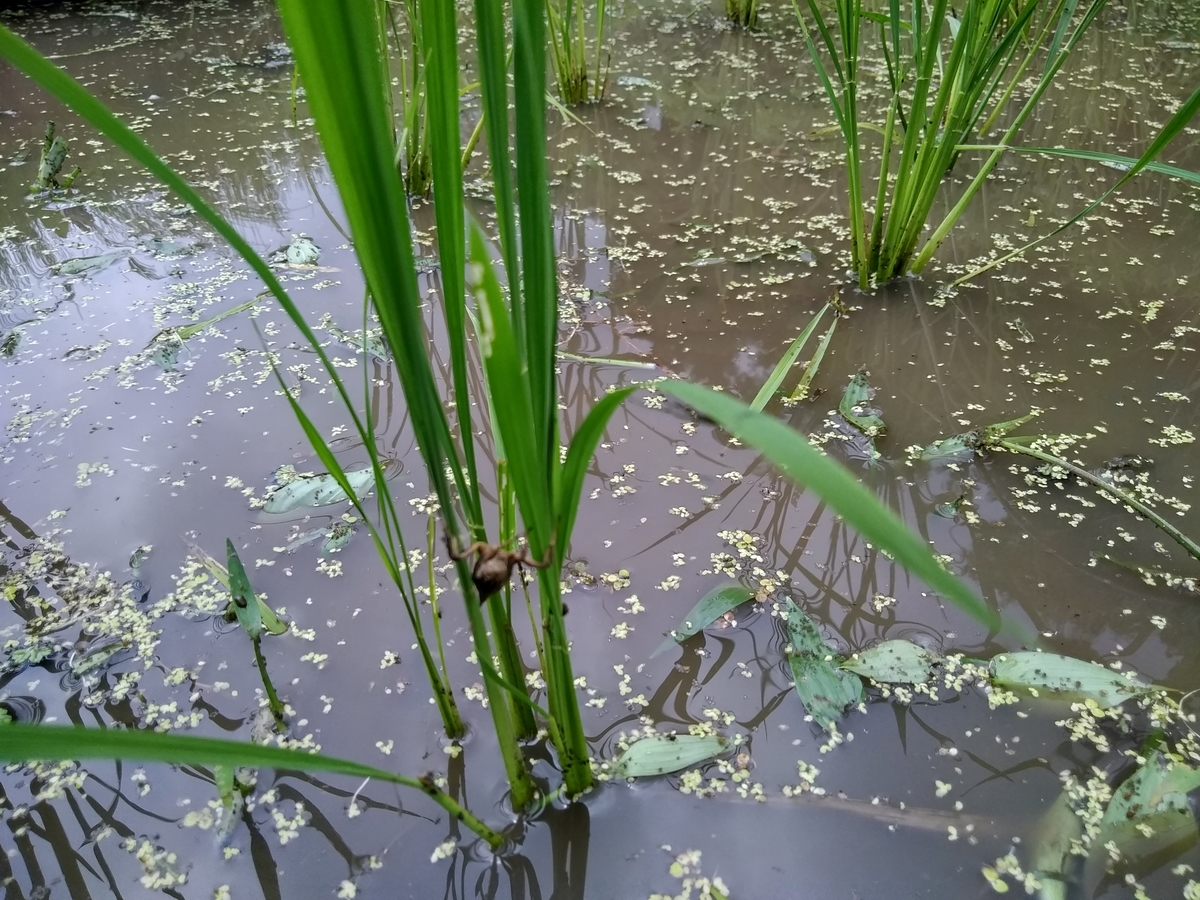 f:id:cskdm933:20190713132014j:plain