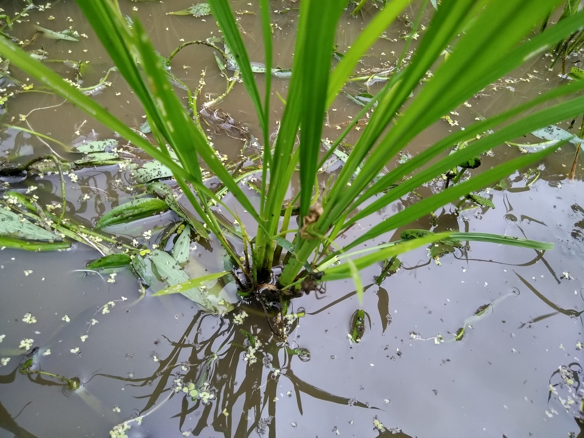 f:id:cskdm933:20190713132046j:plain