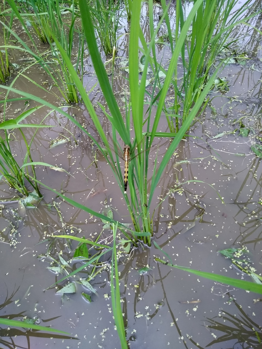 f:id:cskdm933:20190713132114j:plain