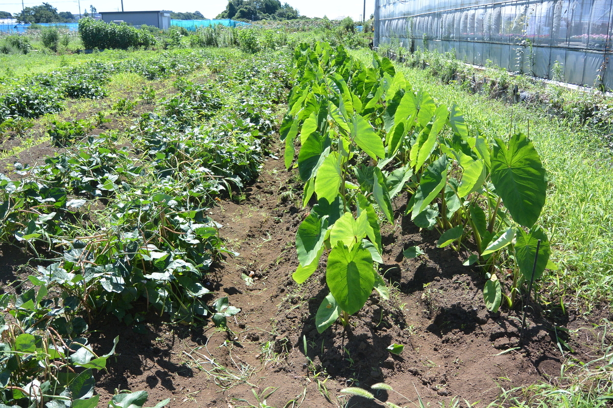 f:id:cskdm933:20190726134632j:plain