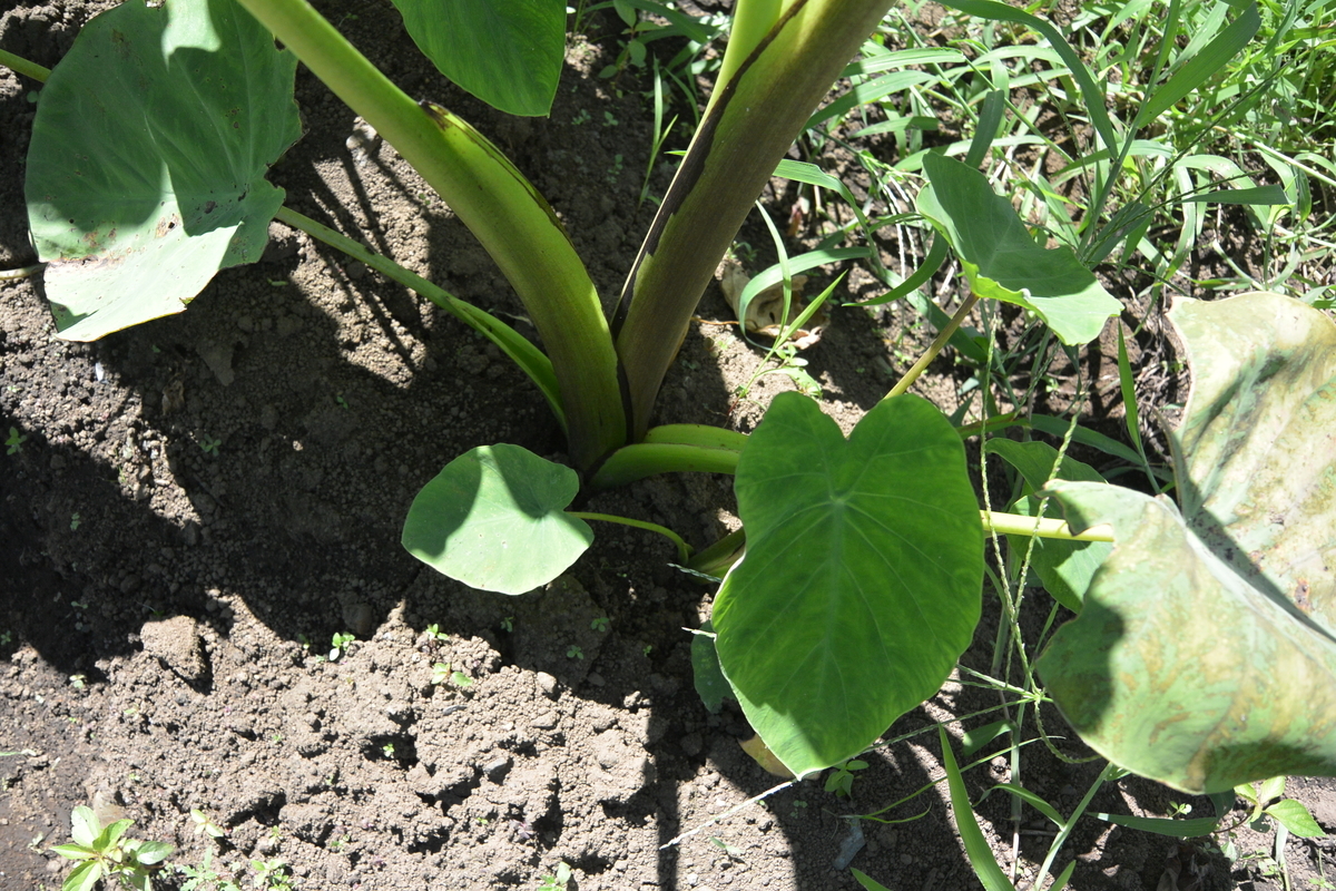 f:id:cskdm933:20190726135045j:plain