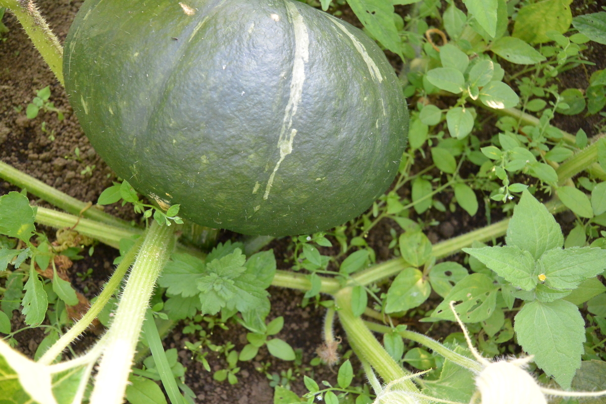 f:id:cskdm933:20190731223408j:plain