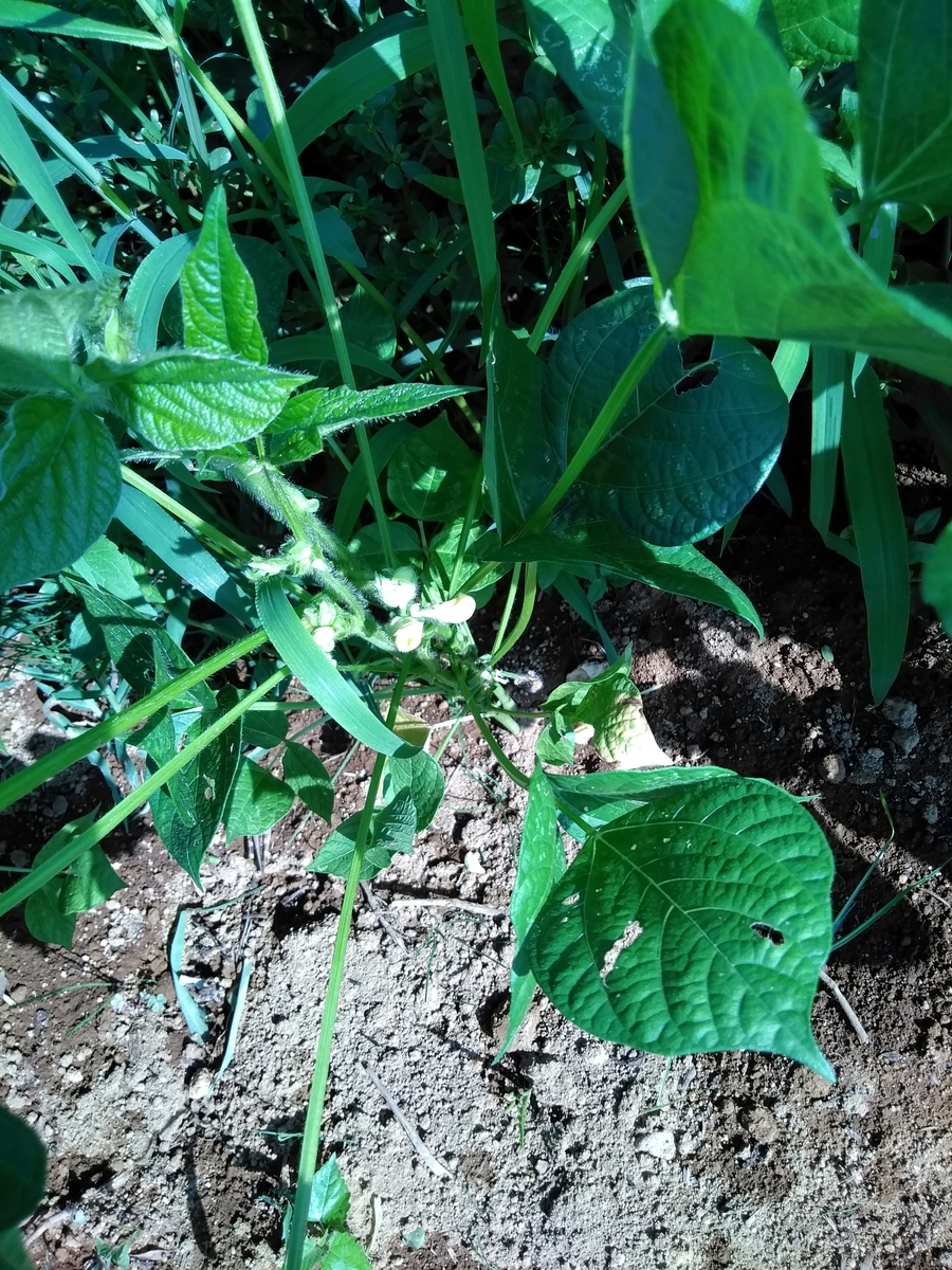 f:id:cskdm933:20190824185101j:plain