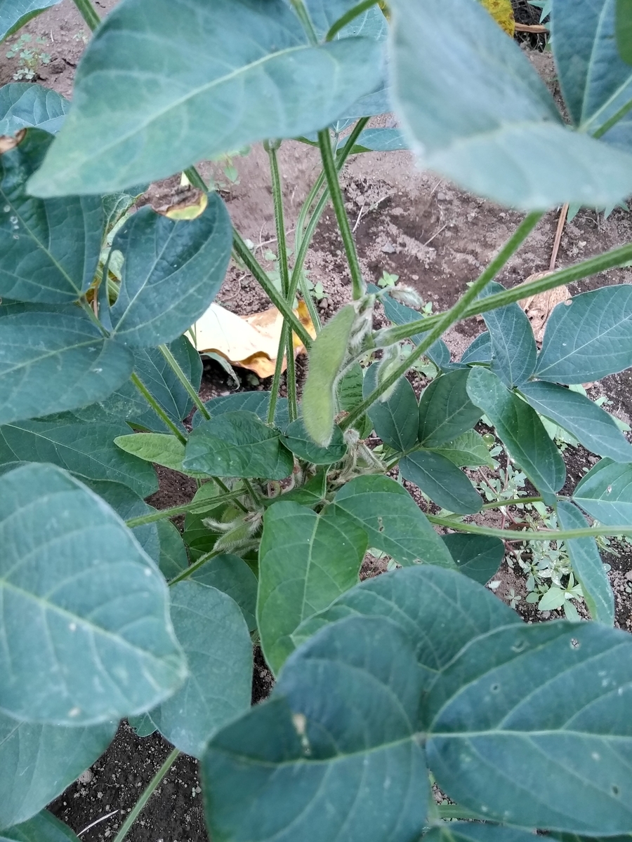 f:id:cskdm933:20190905212954j:plain f:id:cskdm933:20190905212954j:plain