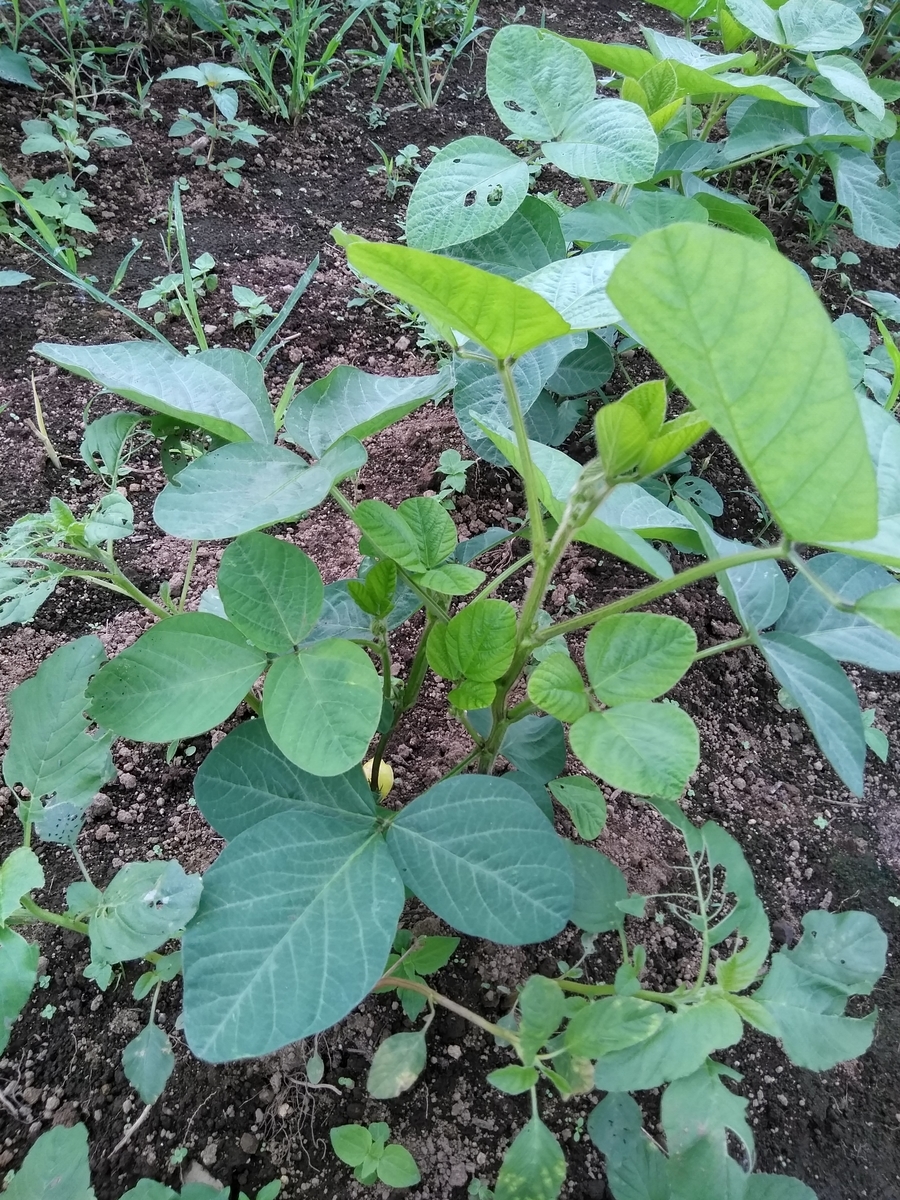 f:id:cskdm933:20190905213139j:plain