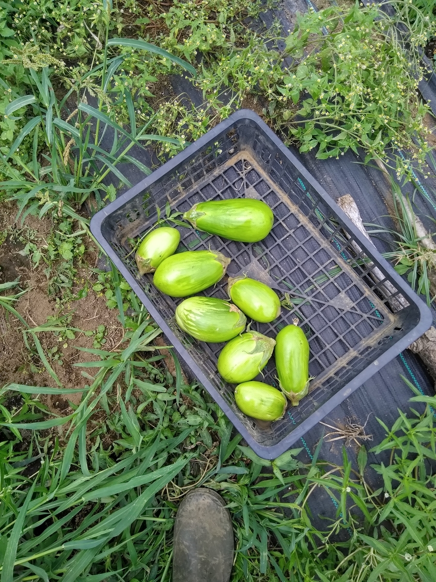 f:id:cskdm933:20190905213537j:plain f:id:cskdm933:20190905213537j:plain