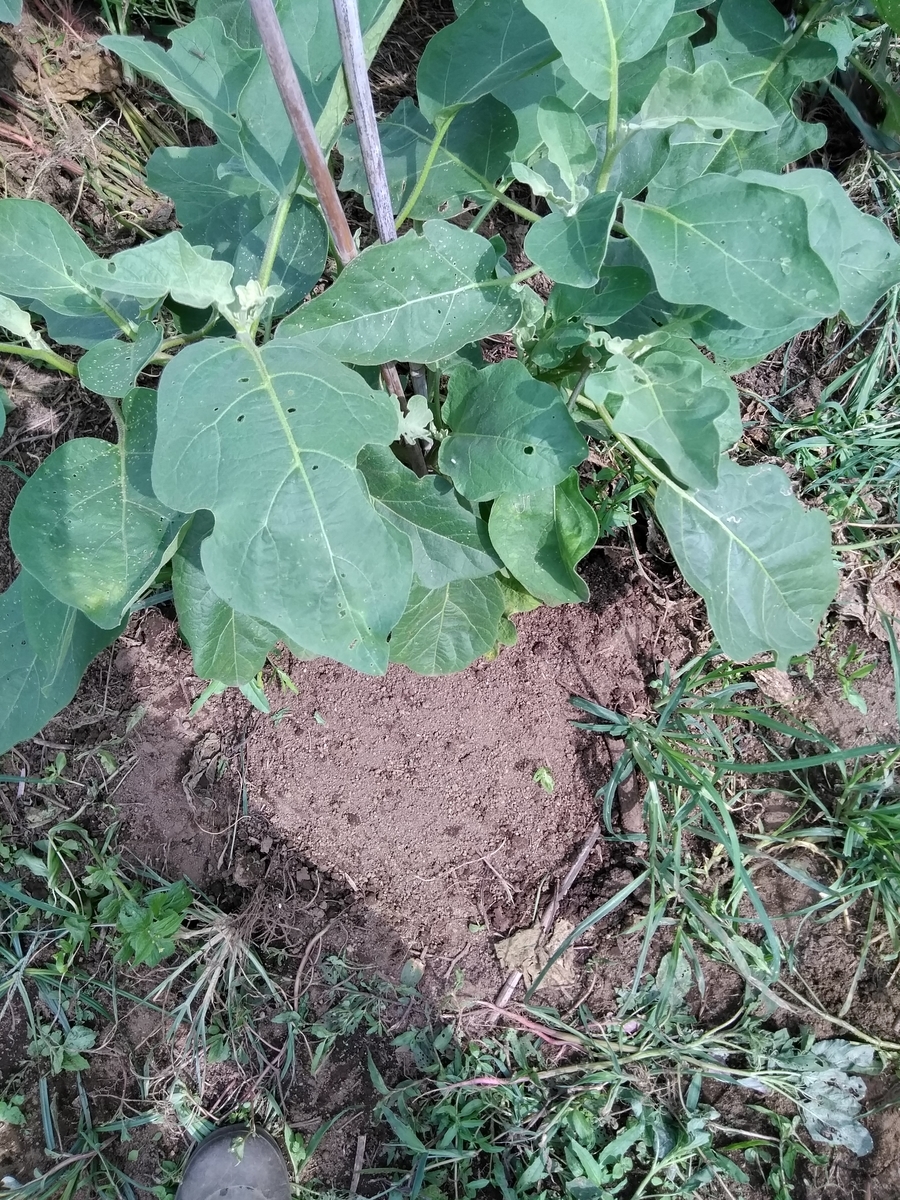 f:id:cskdm933:20190905213630j:plain f:id:cskdm933:20190905213630j:plain