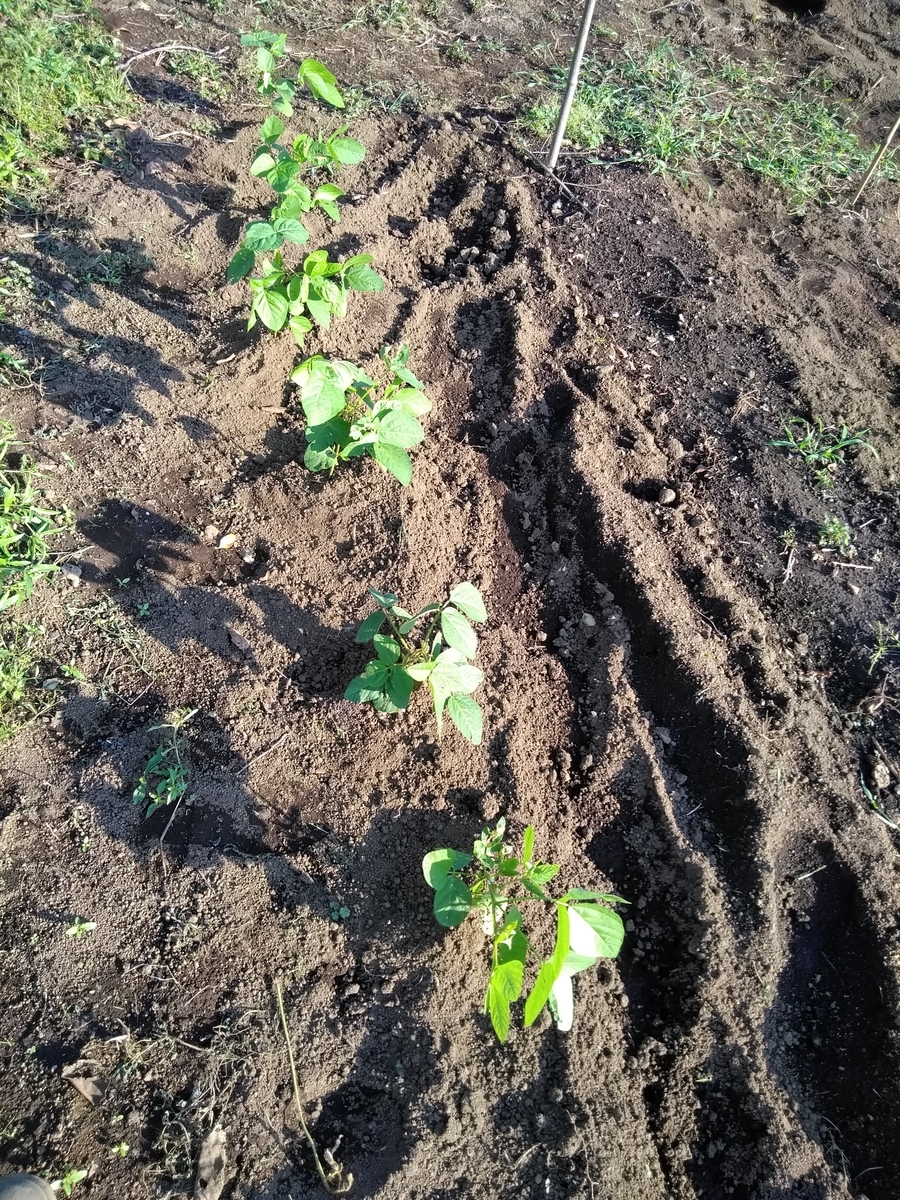 f:id:cskdm933:20190919180050j:plain