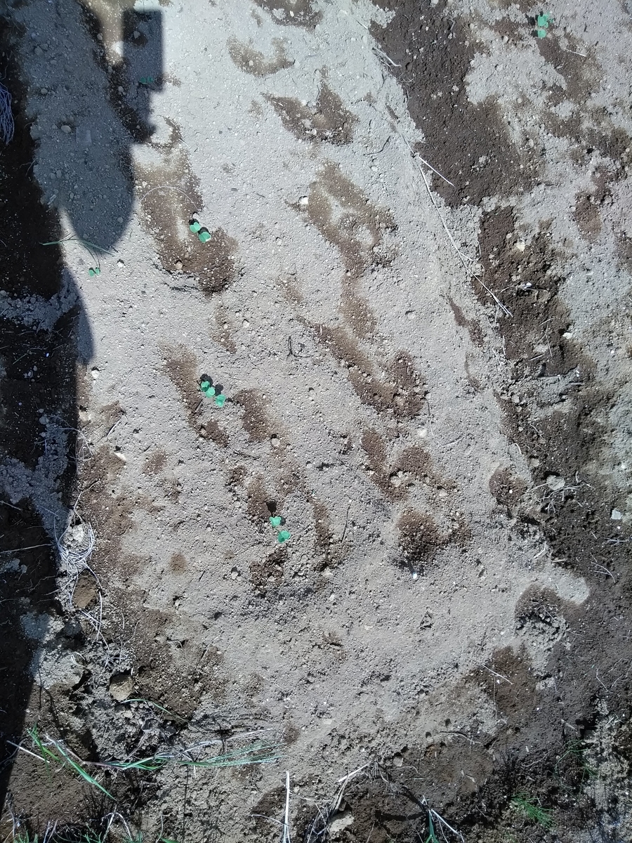 f:id:cskdm933:20190920155947j:plain