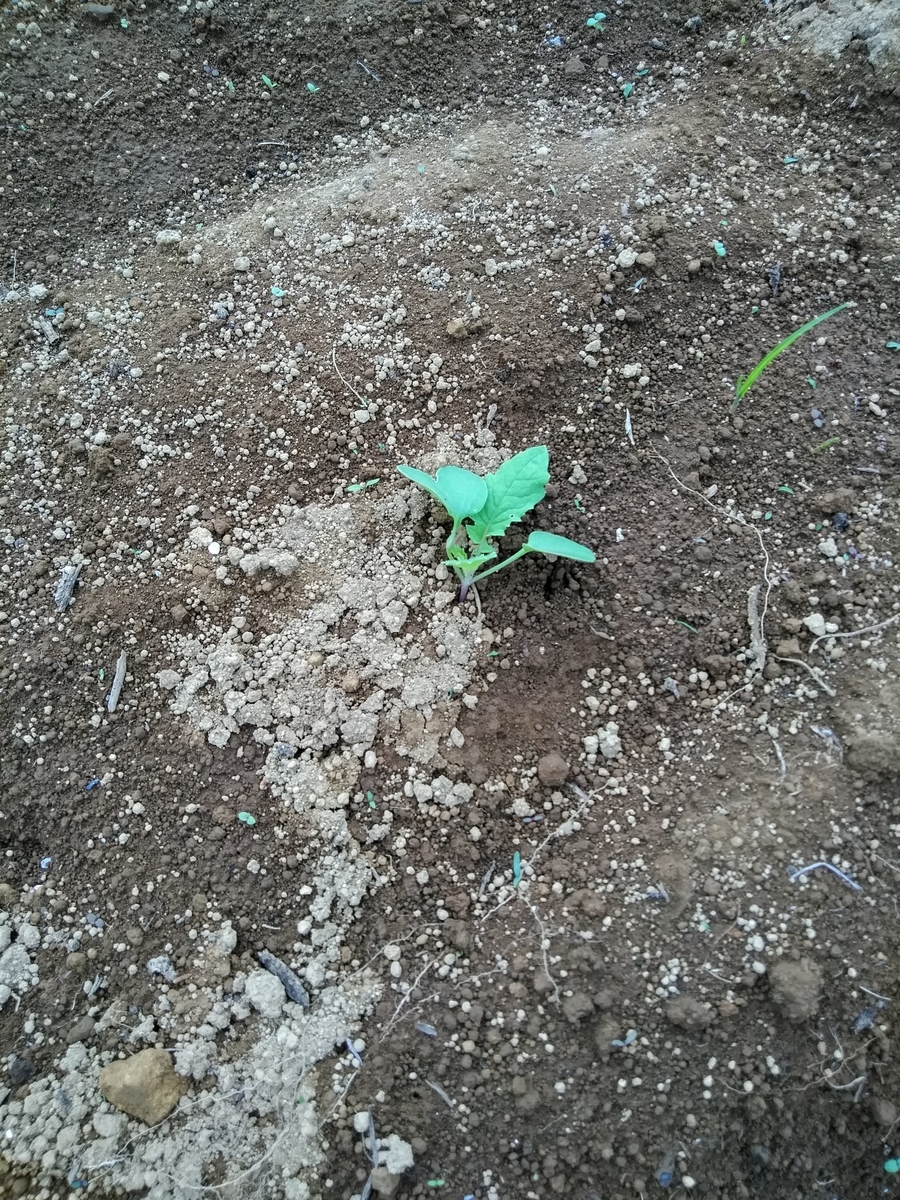 f:id:cskdm933:20190924190444j:plain