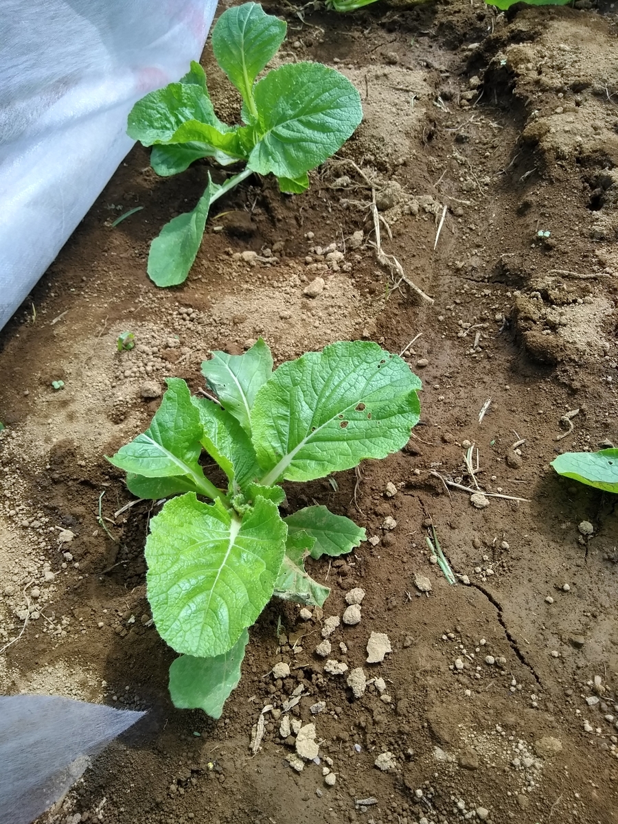 f:id:cskdm933:20190924190552j:plain