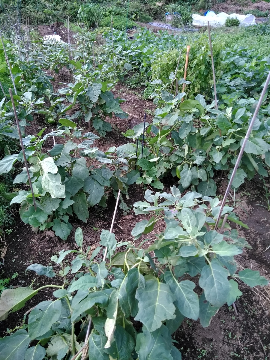 f:id:cskdm933:20190925190528j:plain