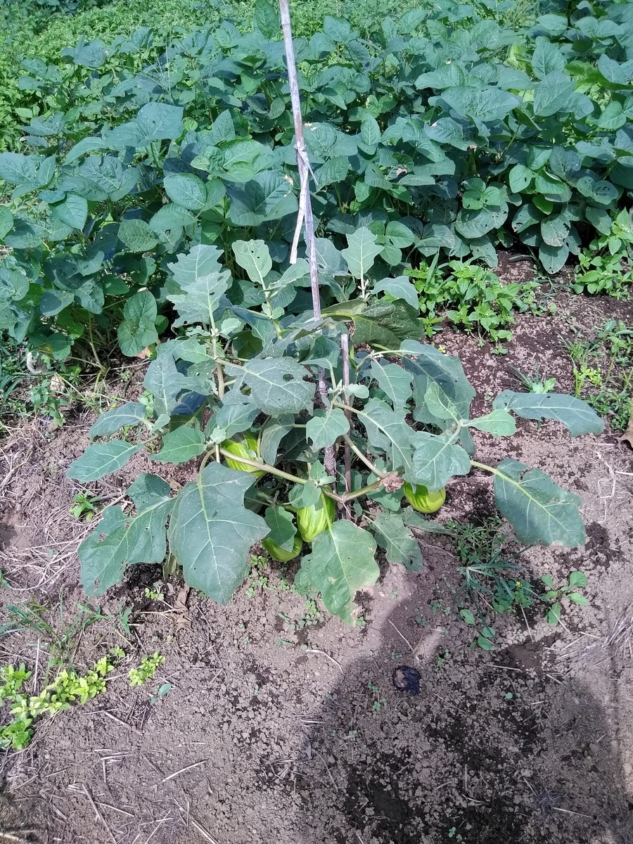 f:id:cskdm933:20190925190625j:plain