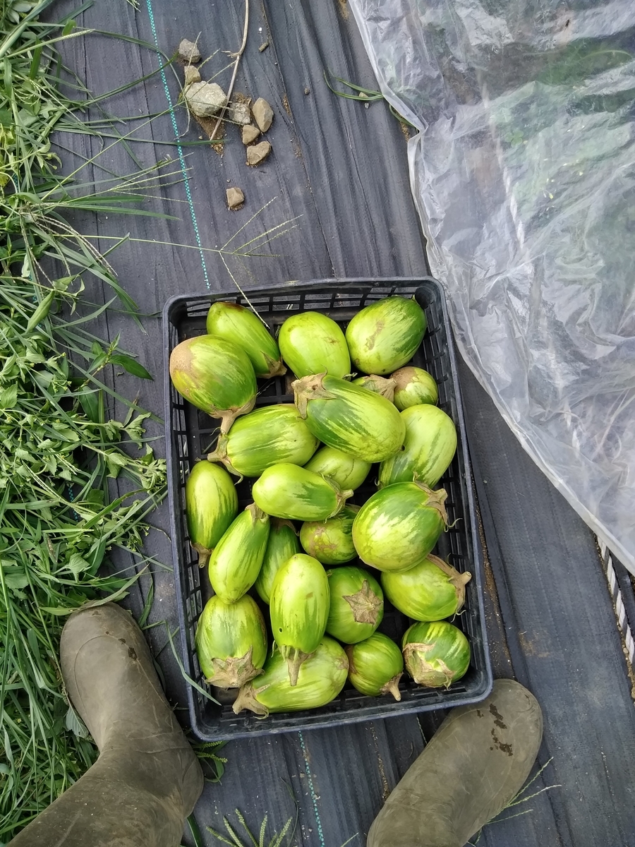f:id:cskdm933:20190925190724j:plain