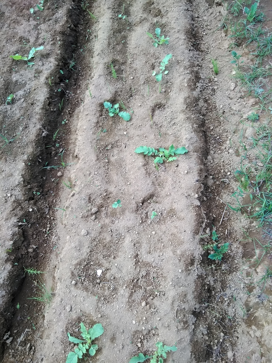 f:id:cskdm933:20190930131551j:plain f:id:cskdm933:20190930131551j:plain