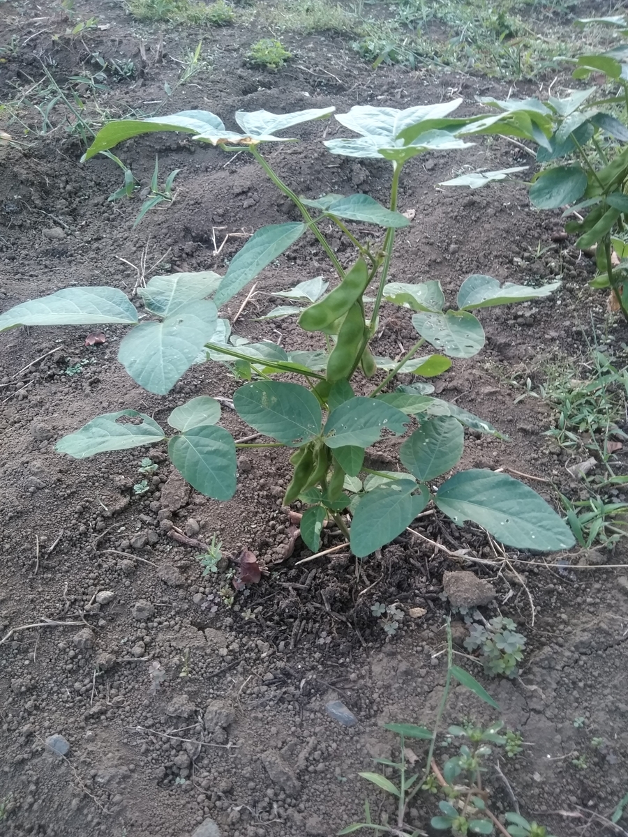 f:id:cskdm933:20190930183850j:plain