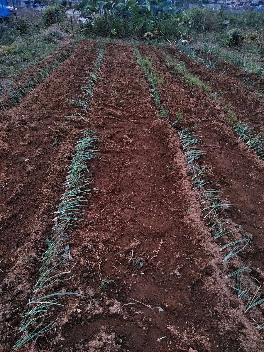 f:id:cskdm933:20191024115418j:plain