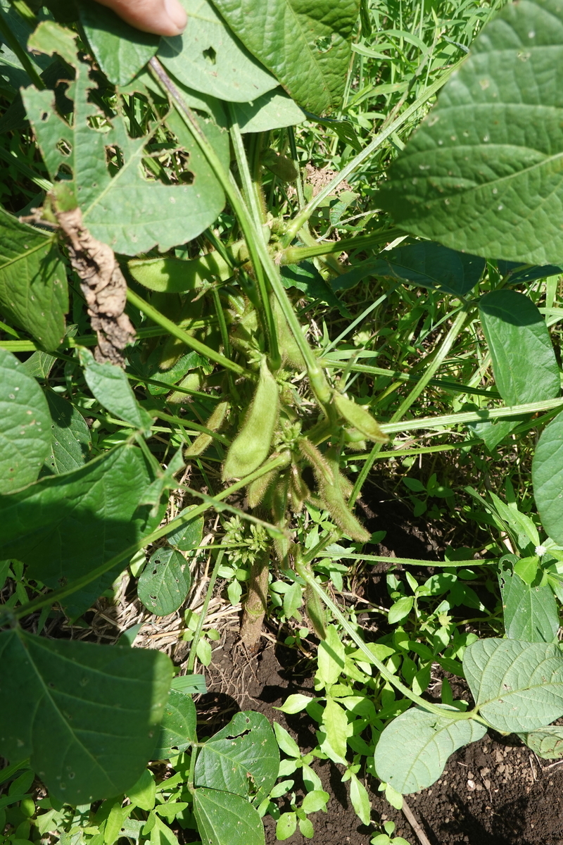 f:id:cskdm933:20200909074529j:plain f:id:cskdm933:20200909074529j:plain