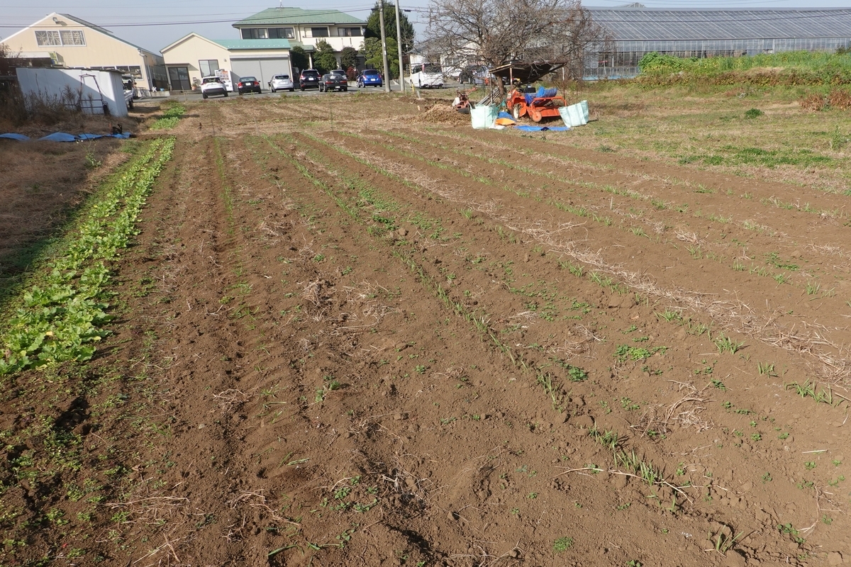 12 13 恩田川の畑 もち麦 はだか麦 大麦 麦踏み ぶらっと恩田川