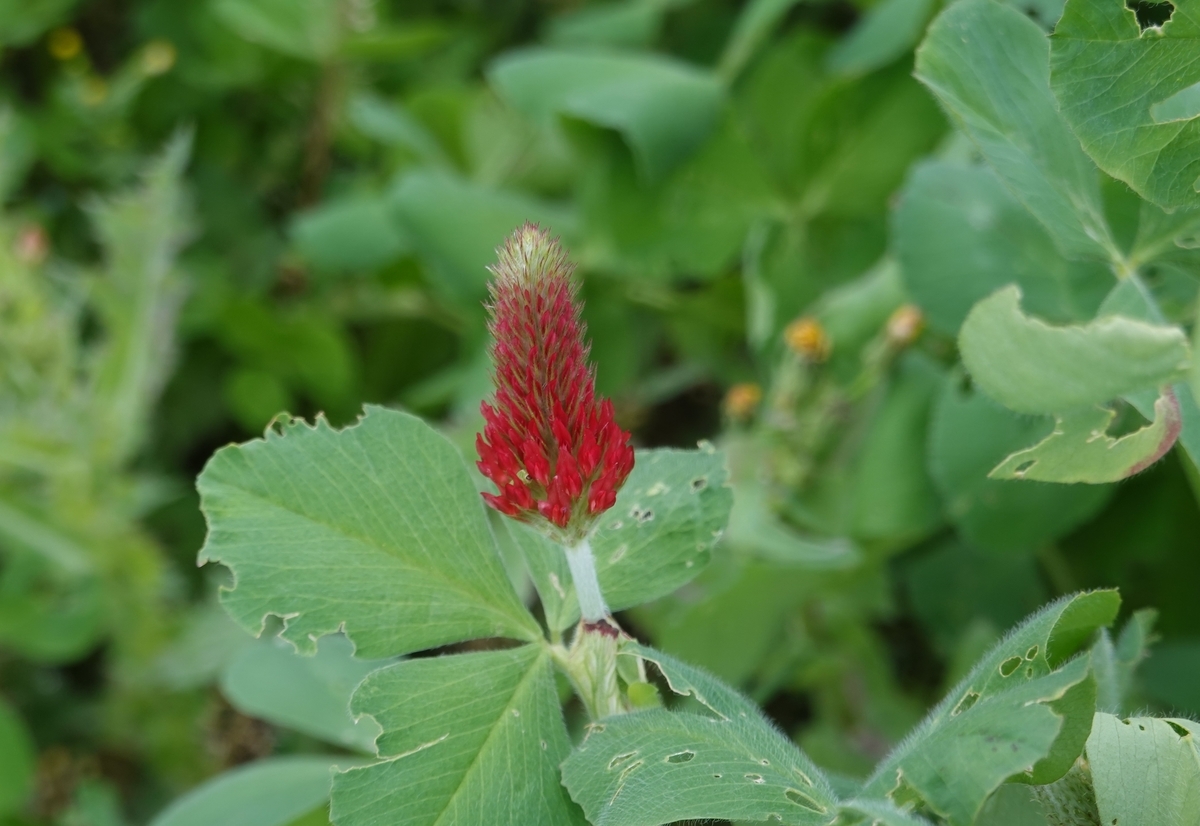 f:id:cskdm933:20210406221022j:plain