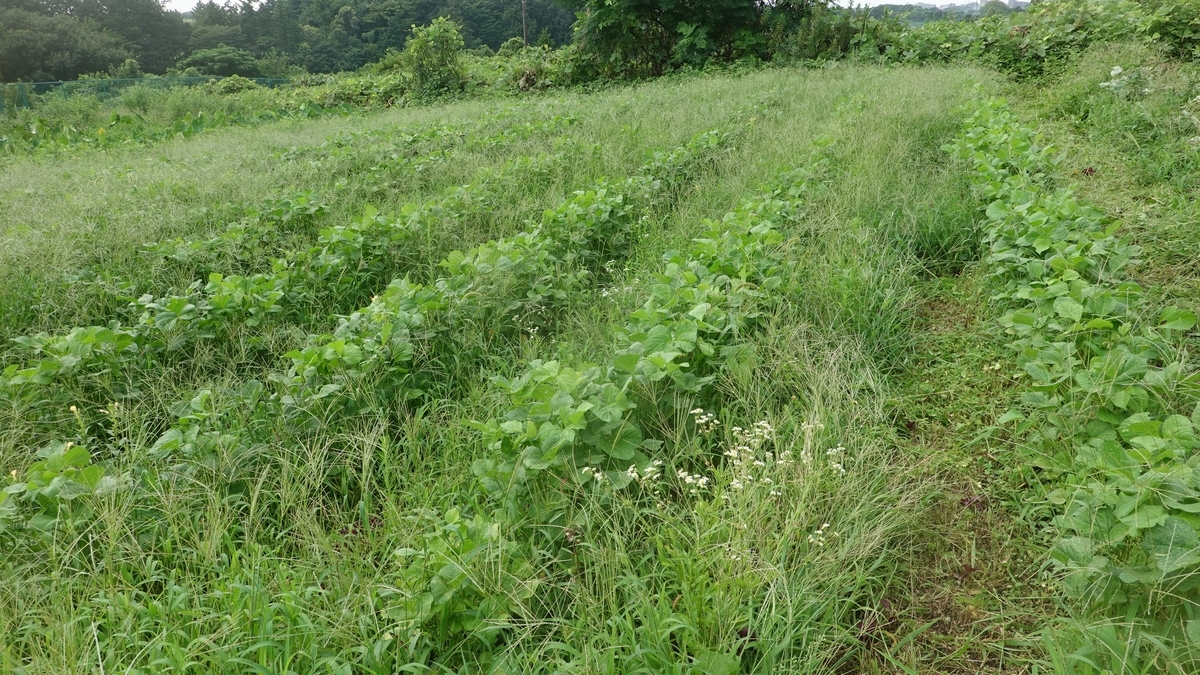 f:id:cskdm933:20210823202355j:plain