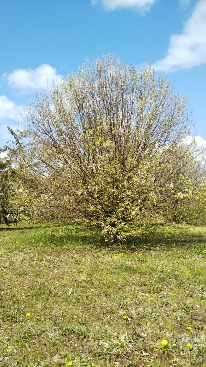 f:id:cspring:20190402202737j:plain