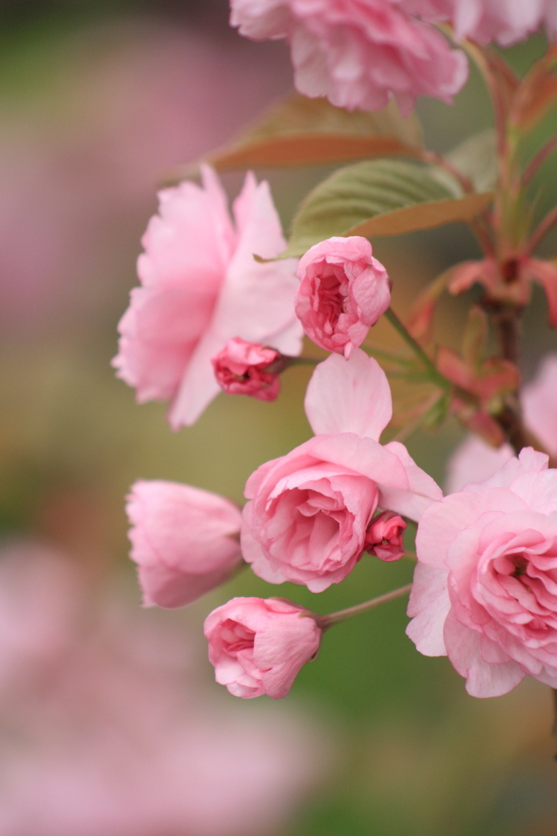 f:id:cspring:20190404175201j:plain