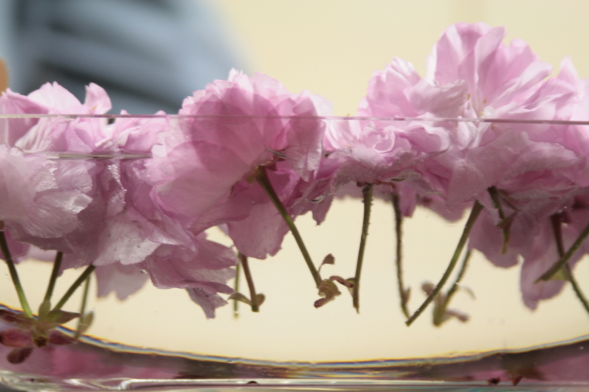 f:id:cspring:20190404182231j:plain
