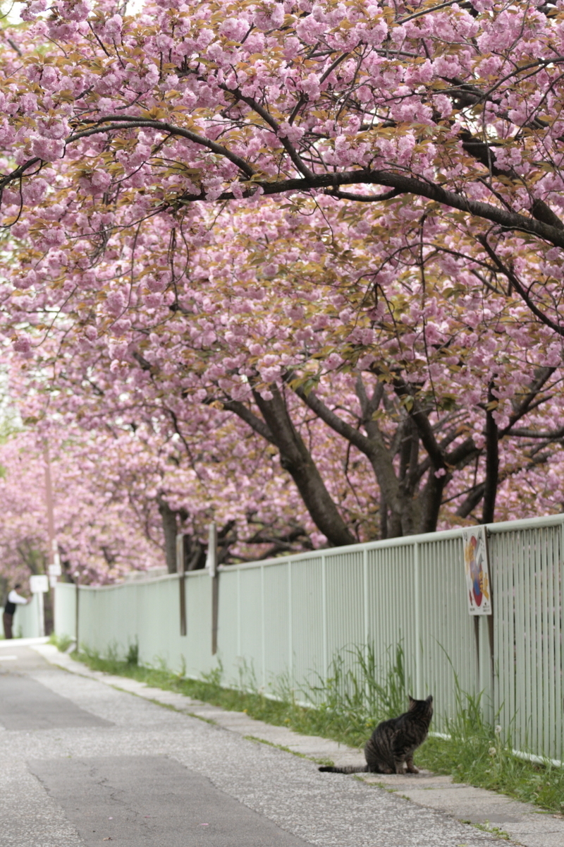 f:id:cspring:20190404191647j:plain