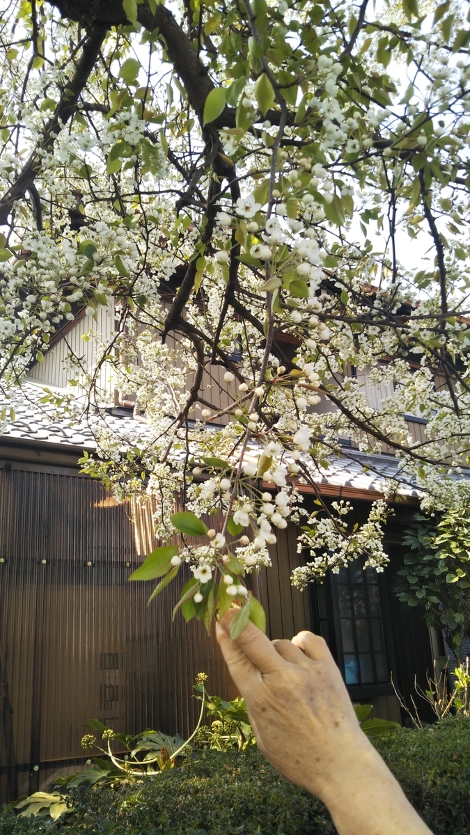 f:id:cspring:20190408142012j:plain