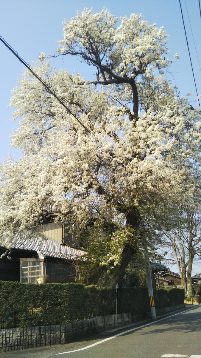 f:id:cspring:20190408142545j:plain