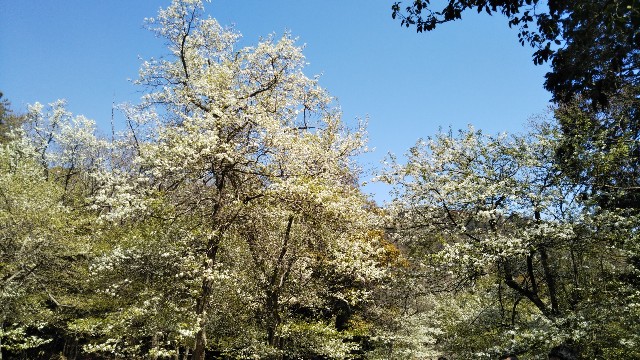 f:id:cspring:20190424170401j:image