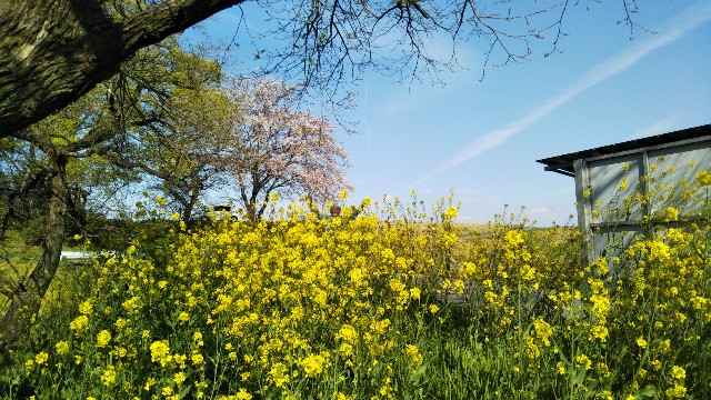 f:id:cspring:20190424170646j:plain
