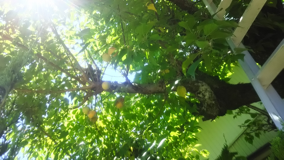 f:id:cspring:20190620171527j:plain