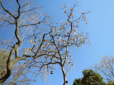 f:id:cucciolo-mayu:20151029131450j:image:w360