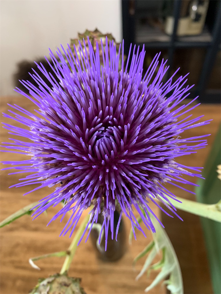 f:id:cucinabitabile:20190629172526j:image
