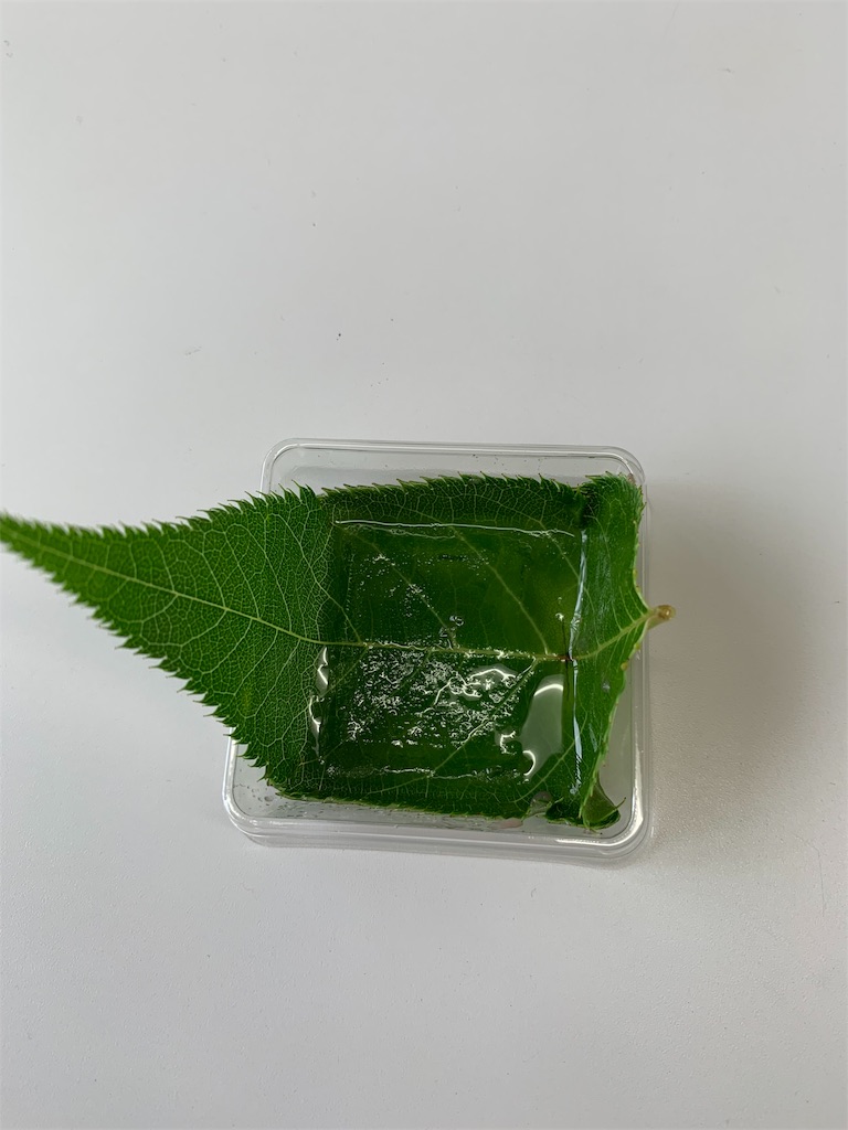 f:id:cucinabitabile:20190711090234j:image