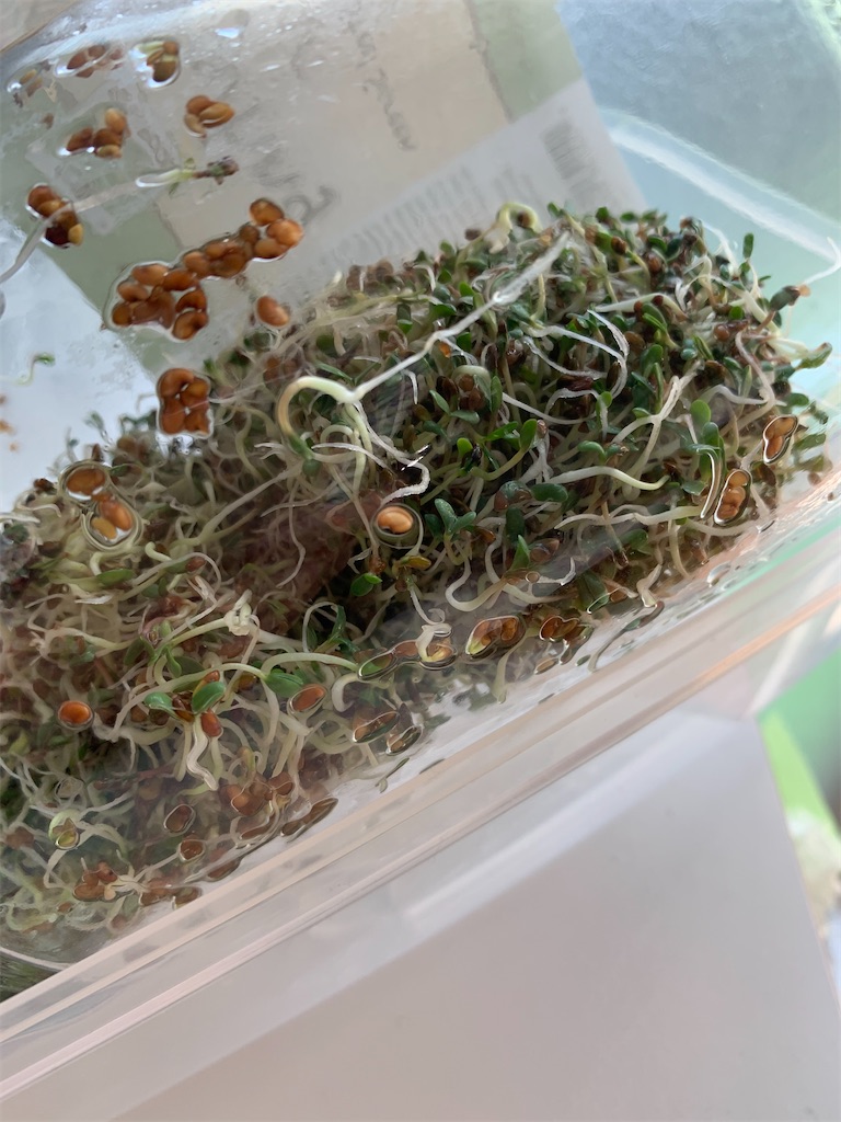 f:id:cucinabitabile:20201005204538j:image f:id:cucinabitabile:20201005204538j:image