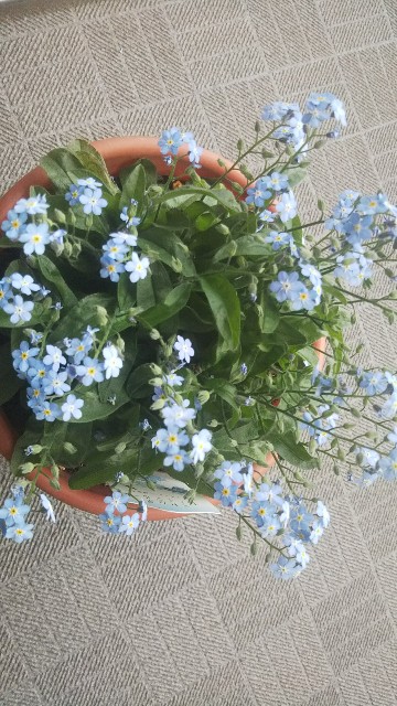 f:id:cuculuscanorus:20200418183147j:image