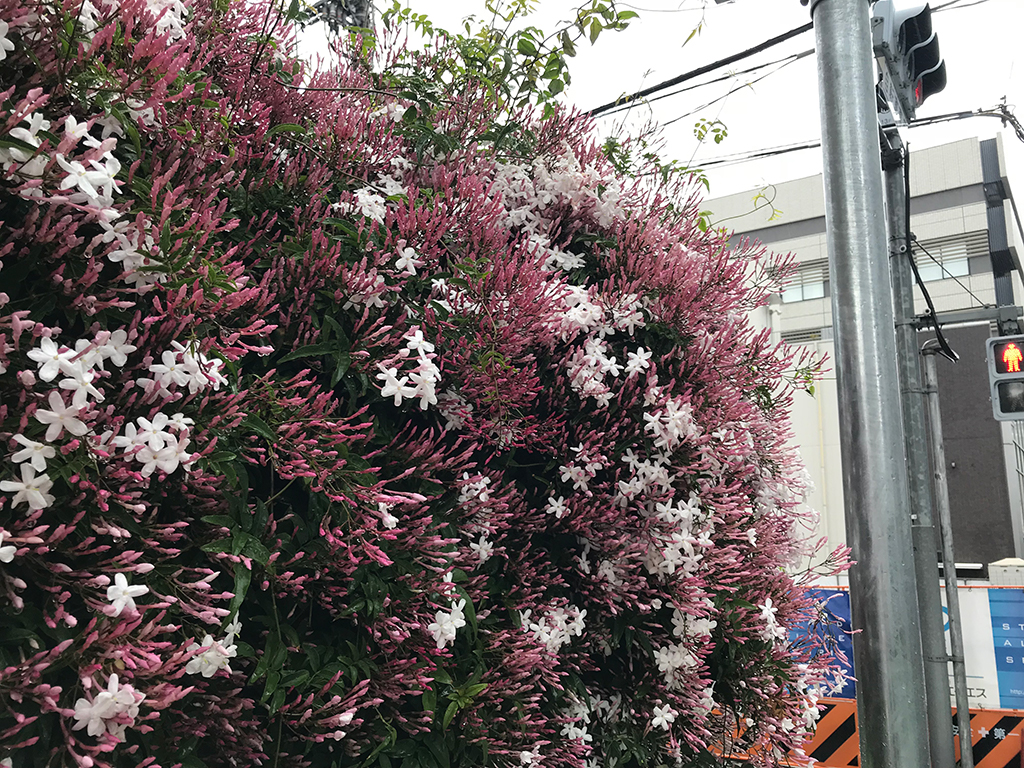 f:id:cucumisin:20180607165358j:plain わちゃわちゃした風景の写真