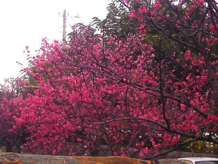 f:id:cuervo:20090215143752j:image
