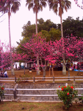 f:id:cuervo:20090215145243j:image